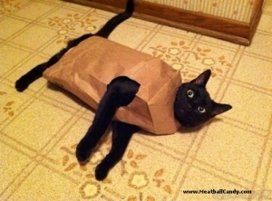 let-the-cat-out-of-the-bag-humor